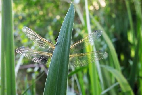 Libellula fulva